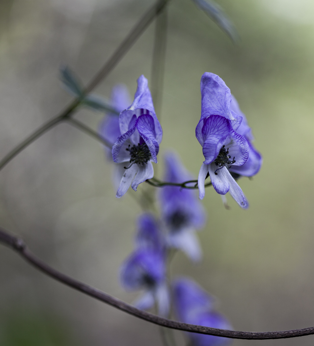 Image of Aconitum sczukinii specimen.