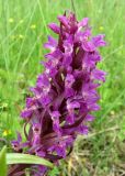 Dactylorhiza incarnata. Соцветие. Смоленская обл., Смоленский р-н, долина р. Клец. 12.06.2009.