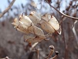 Aconitum sczukinii