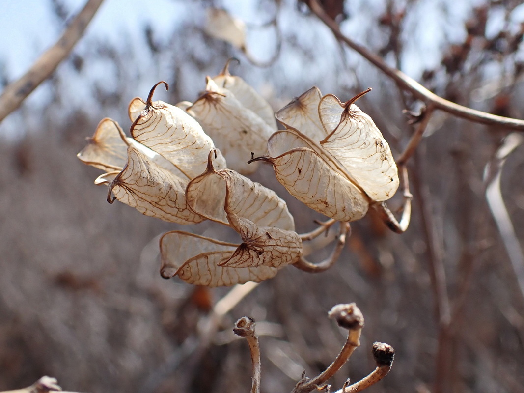 Image of Aconitum sczukinii specimen.