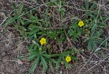 Potentilla