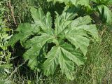 Heracleum sosnowskyi