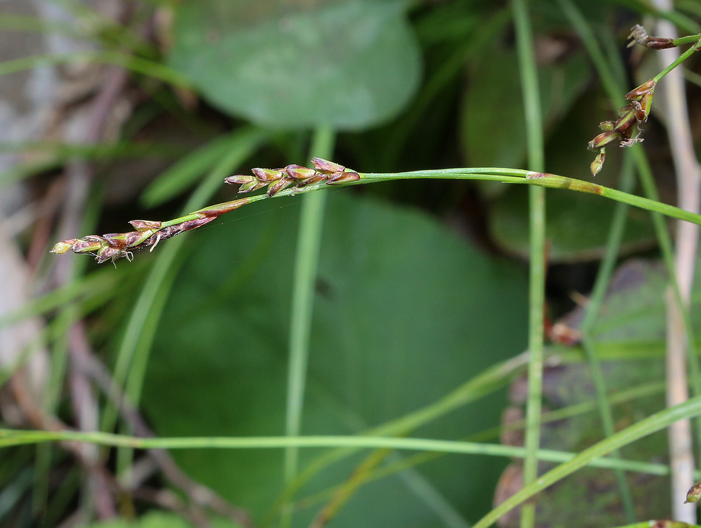 Изображение особи Carex digitata.