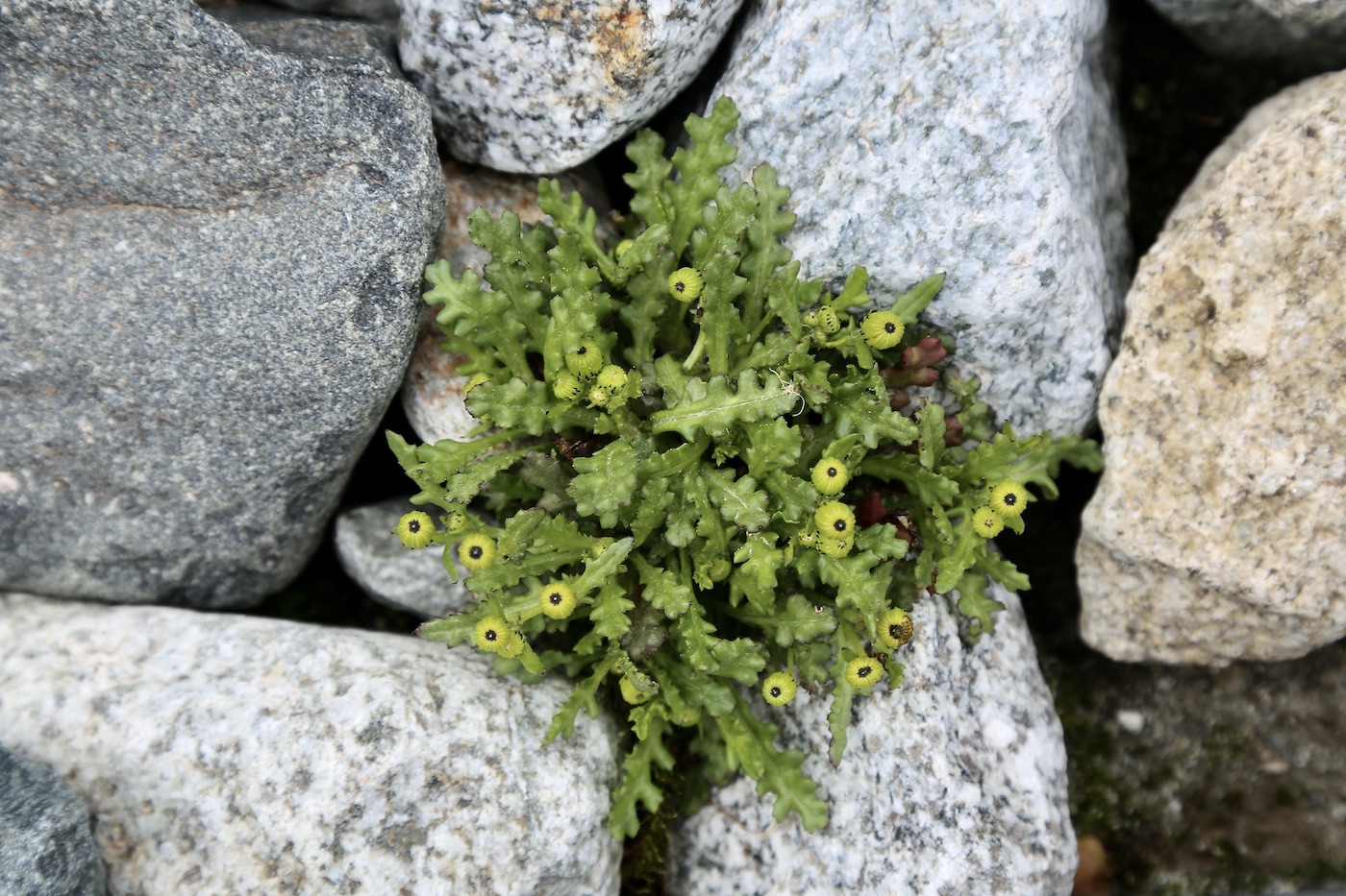 Image of Senecio sosnovskyi specimen.