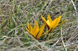 Crocus angustifolius