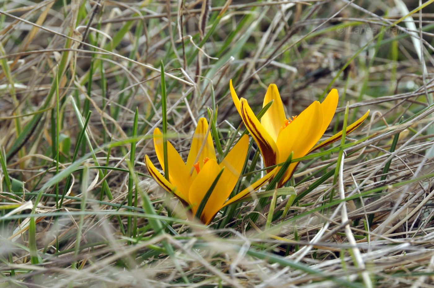 Изображение особи Crocus angustifolius.
