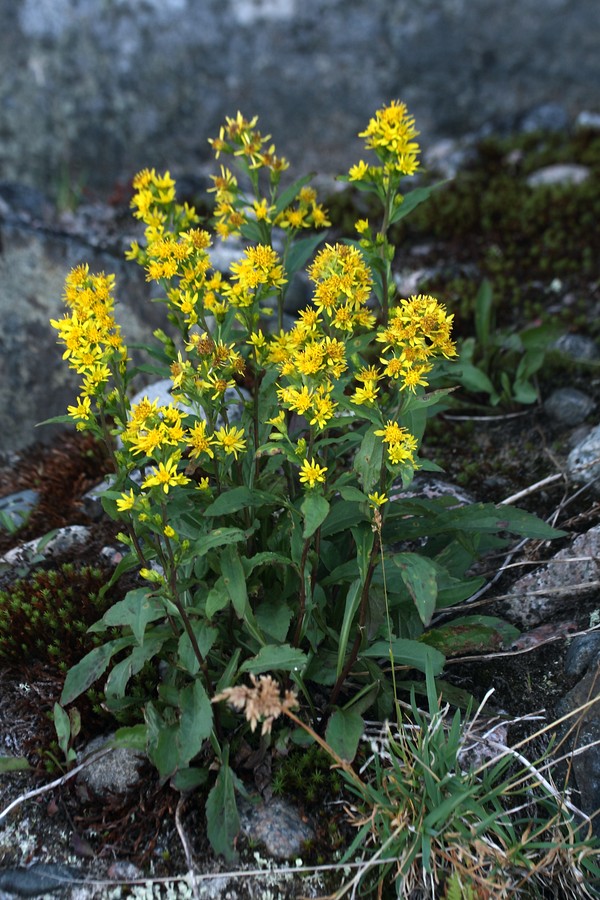 Изображение особи Solidago virgaurea ssp. lapponica.