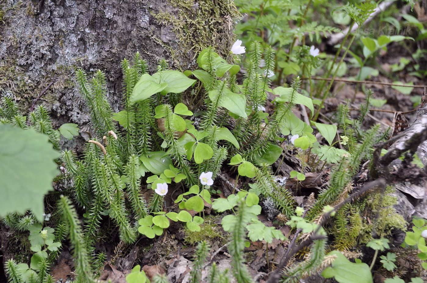 Image of Lycopodium annotinum specimen.