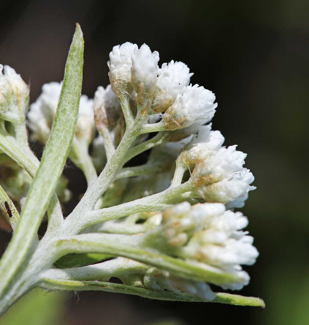 Image of Anaphalis pterocaulon specimen.