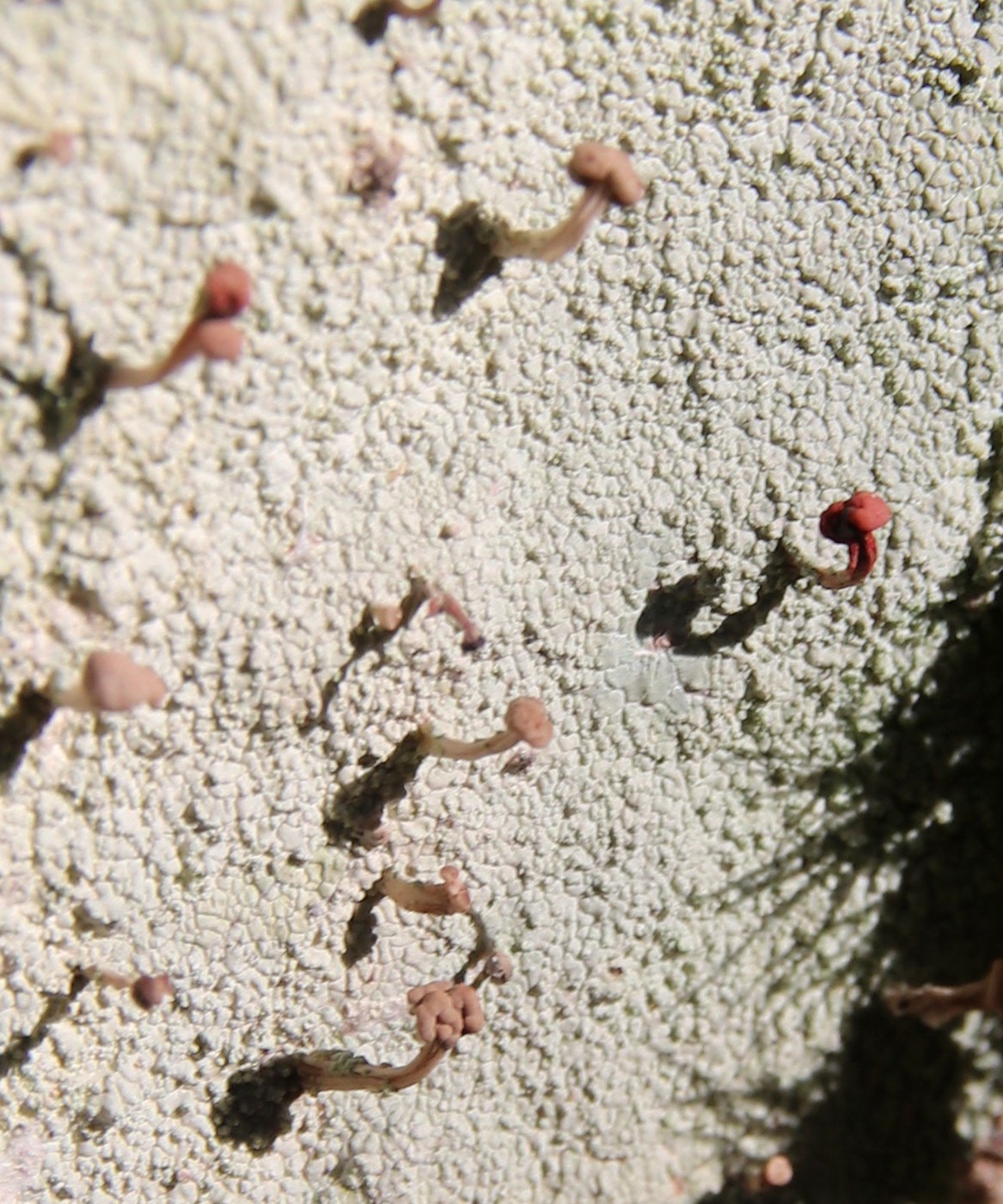 Image of Baeomyces rufus specimen.