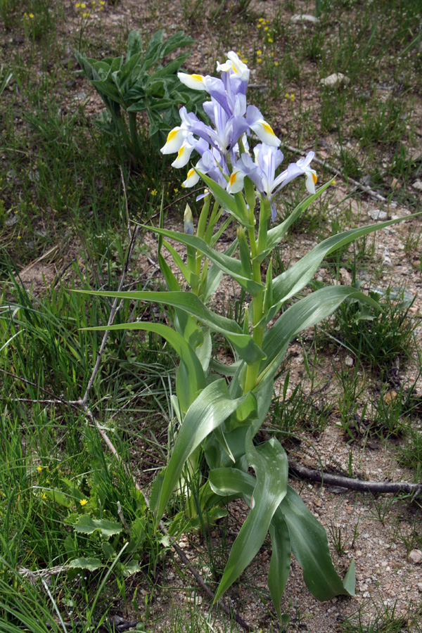 Image of Juno magnifica specimen.