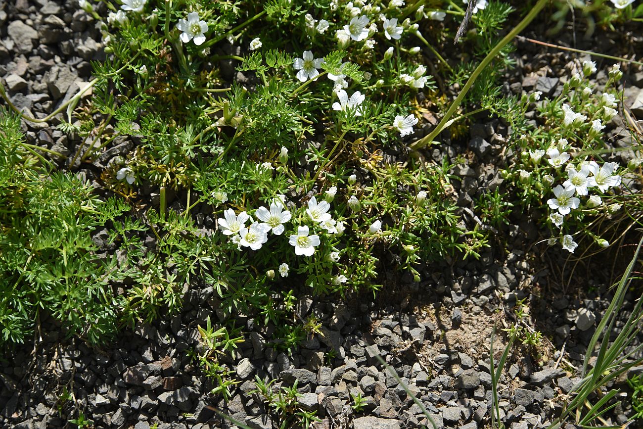 Изображение особи Minuartia imbricata.
