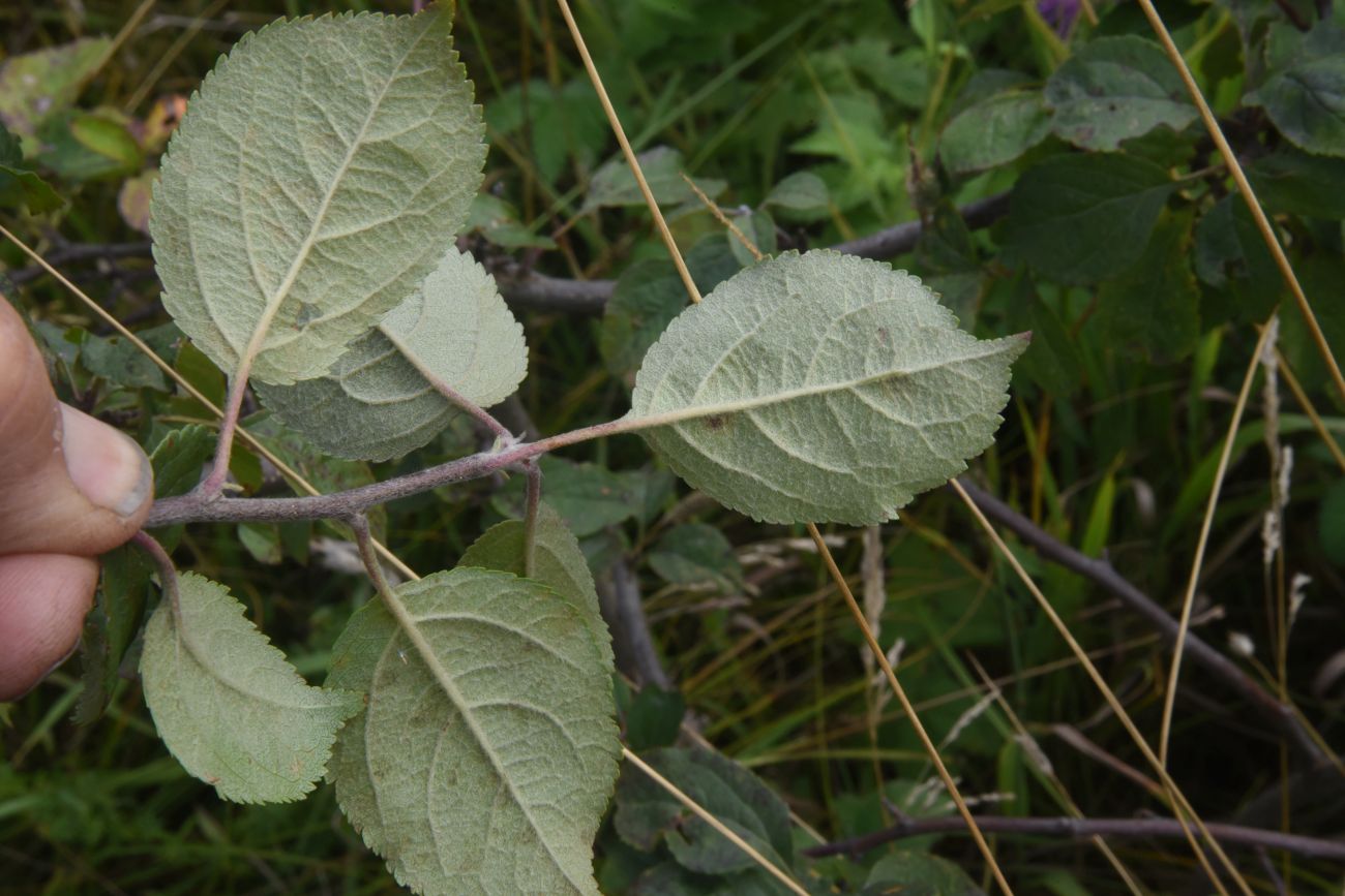 Изображение особи Malus domestica.