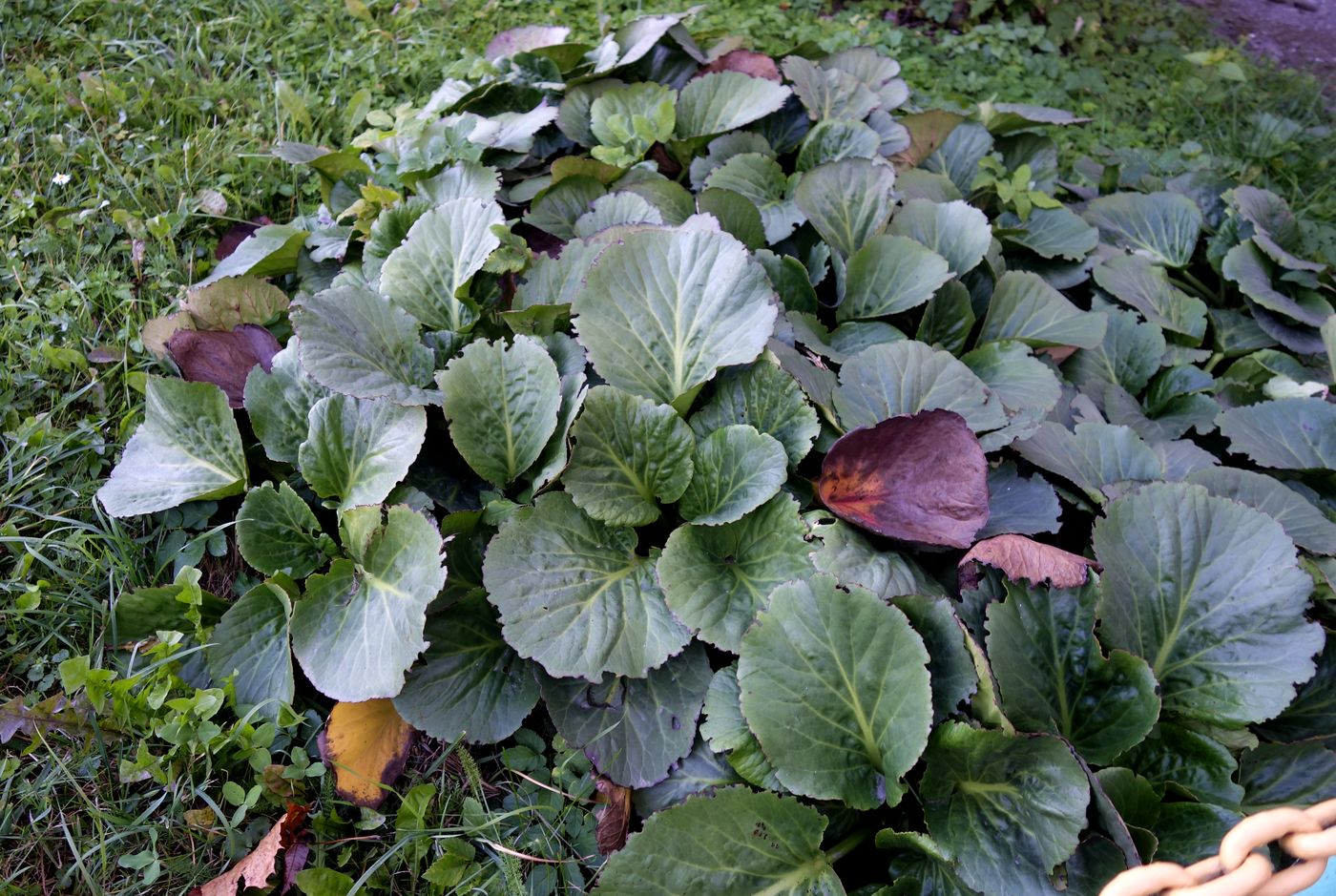 Изображение особи Bergenia crassifolia.