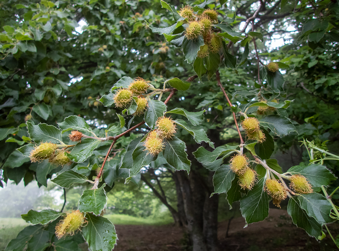 Image of Fagus &times; taurica specimen.