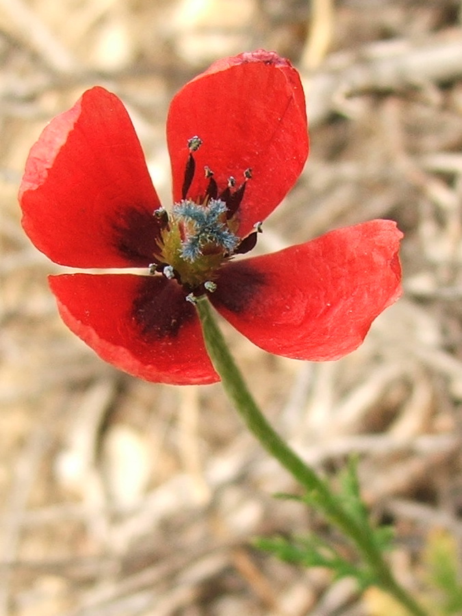 Изображение особи Papaver minus.