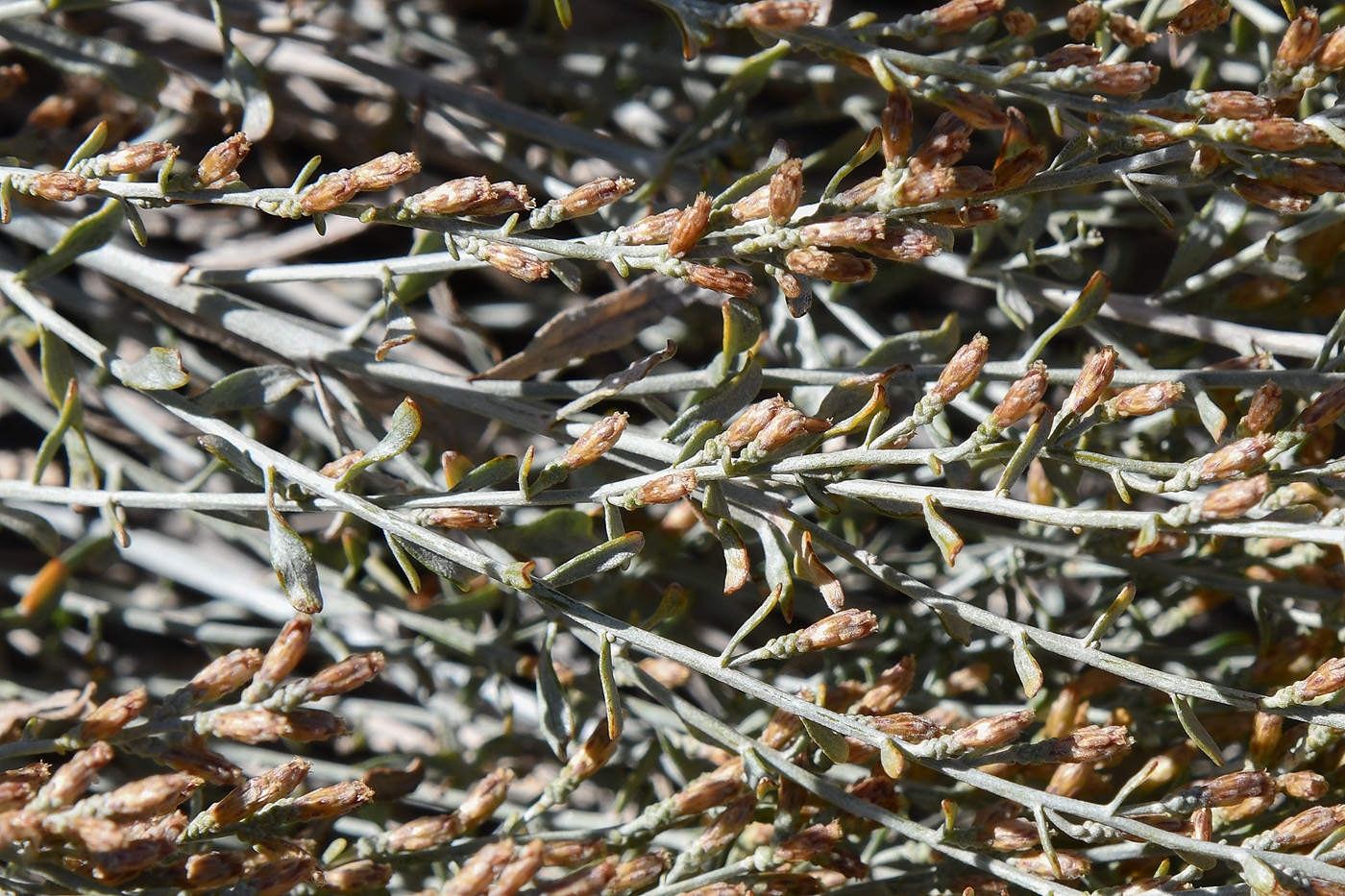 Image of Artemisia juncea specimen.