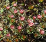 Polytrichum piliferum
