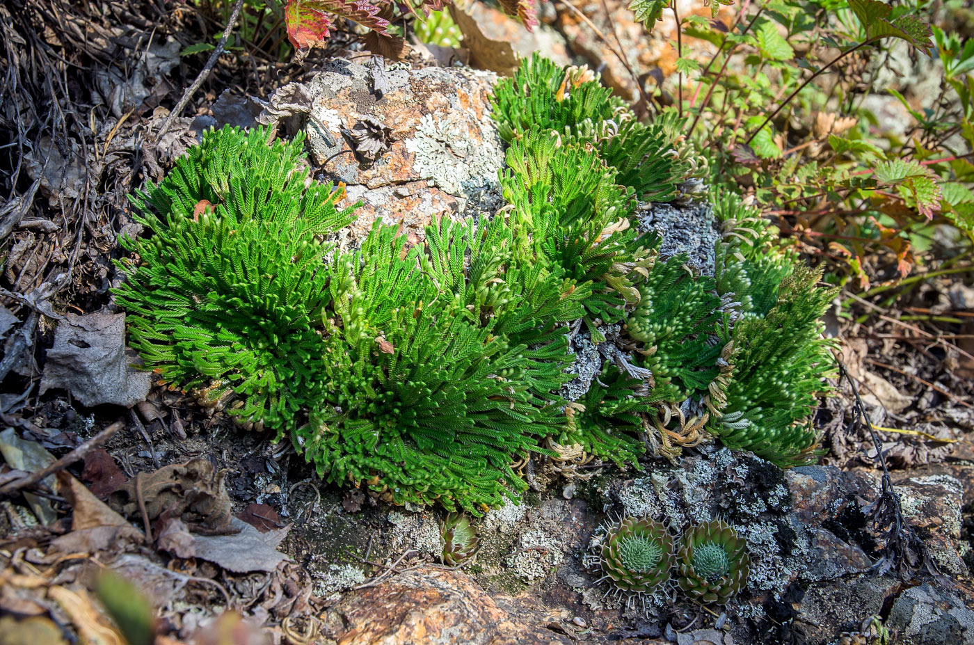 Image of Selaginella tamariscina specimen.