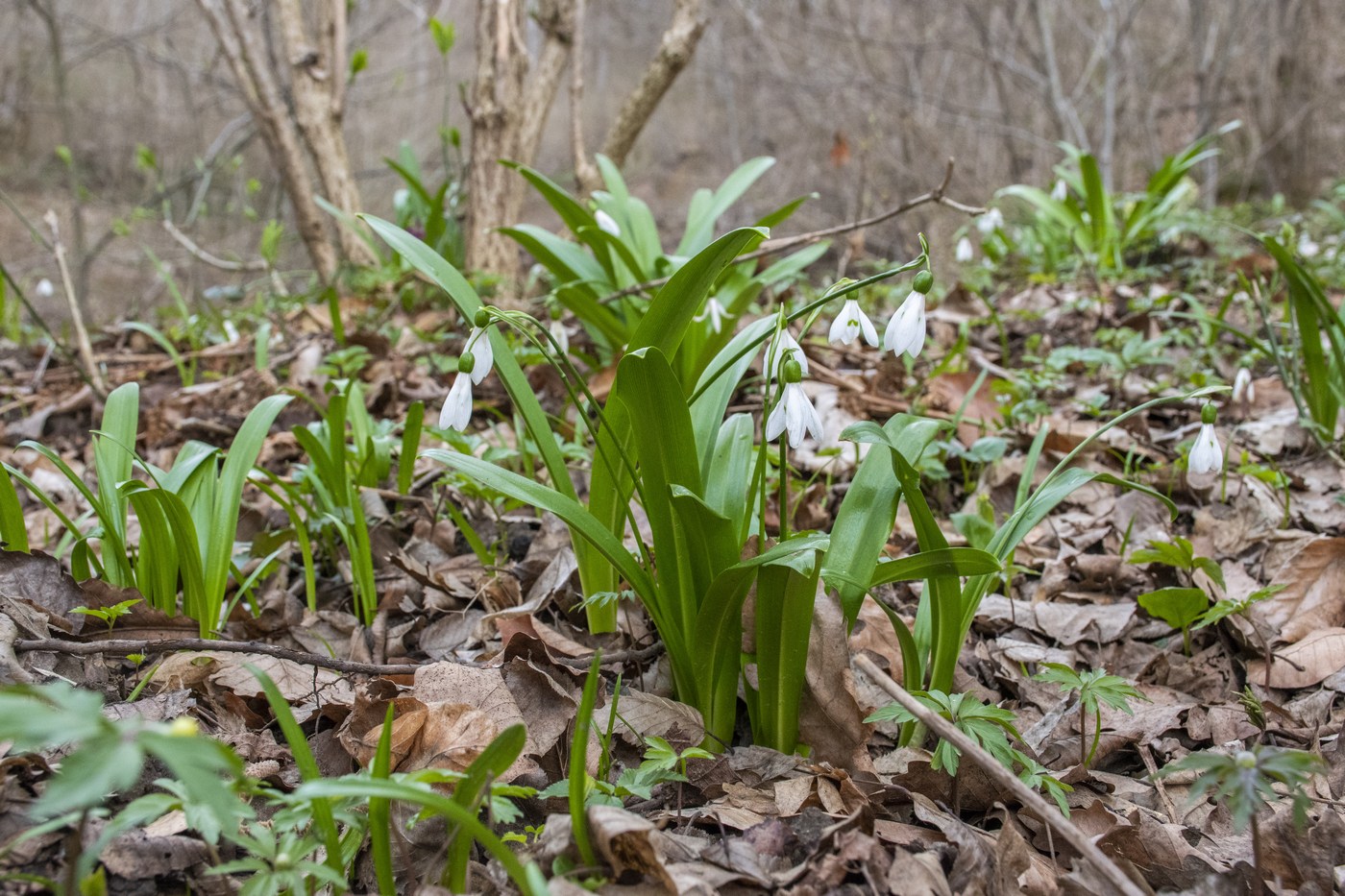 Изображение особи Galanthus woronowii.