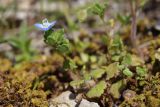 Veronica arvensis