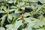Rhododendron aureum. Верхушки побегов. Приморский край, Чугуевский муниципальный округ, склон горы Голец, ~1400 м н.у.м., кромка каменистой осыпи. 08.06.2024.