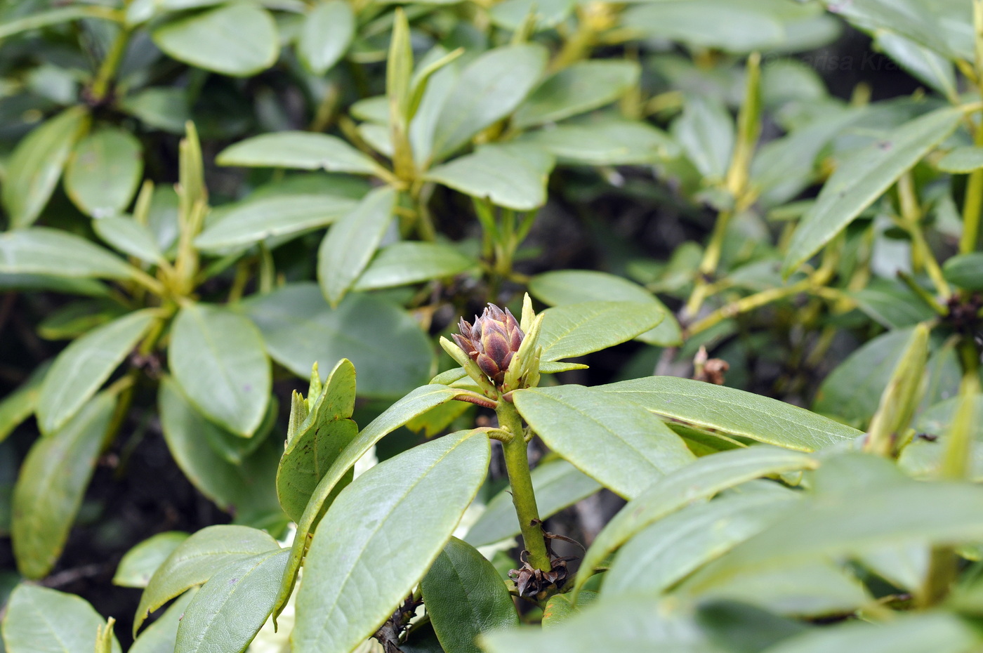 Изображение особи Rhododendron aureum.