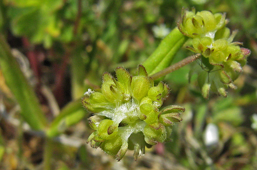 Изображение особи Valerianella turgida.