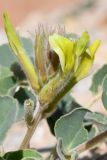 род Astragalus