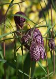 Fritillaria meleagris. Верхушки цветущих растений. Мурманск, жил. р-н Росляково, в культуре на клумбе. 04.06.2025.