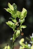 Vaccinium myrtillus. Веточка с завязью. Беларусь, Витебская обл., заказник \"Сурмино\", перешеек оз. Белое и Чёрное, сырая опушка черничного елово-соснового леса вдоль заброшенной лесной дороги. 02.05.2025.