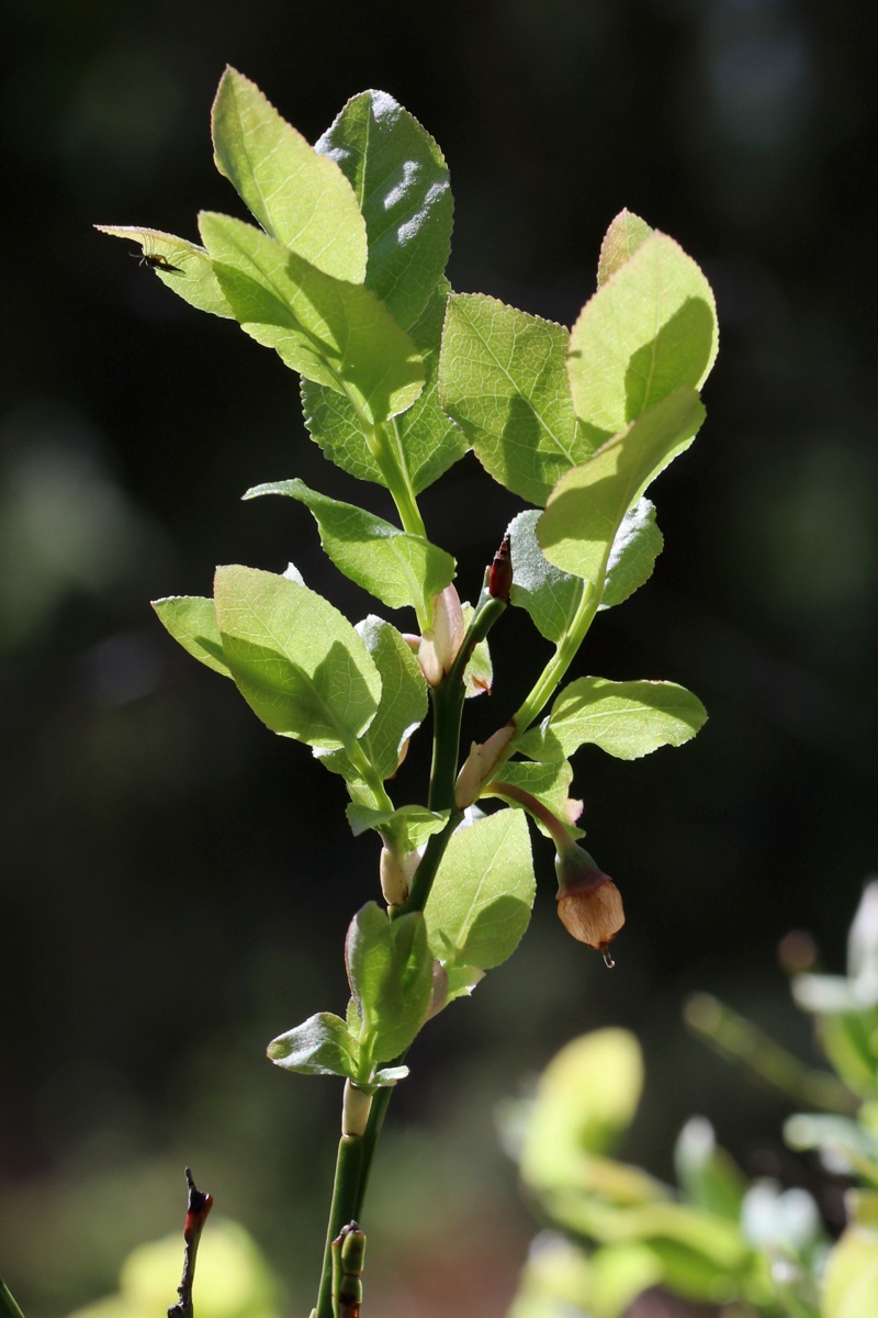 Изображение особи Vaccinium myrtillus.