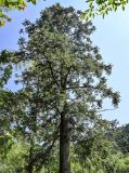 Cunninghamia lanceolata