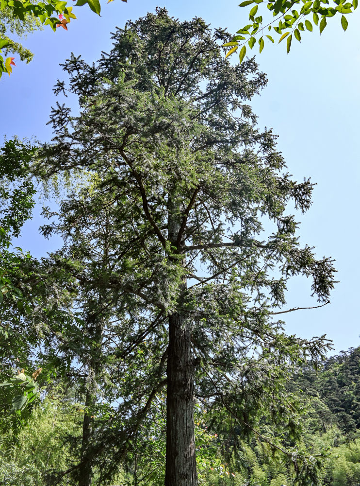 Image of Cunninghamia lanceolata specimen.
