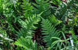 Polypodium vulgare. Верхушки спороносящих вай. Калининградская обл., Зеленоградский р-н, Куршская коса, опушка смешанного леса. 30.06.2025.