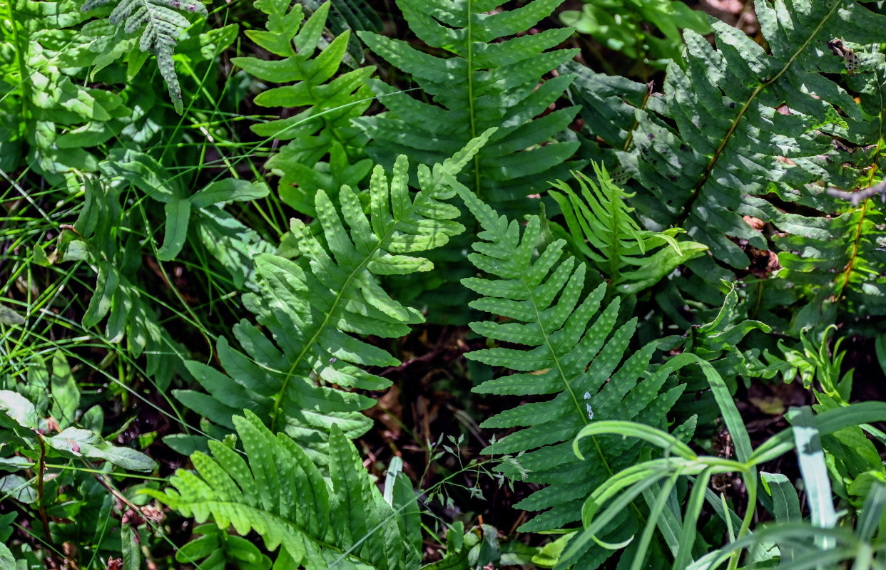 Изображение особи Polypodium vulgare.