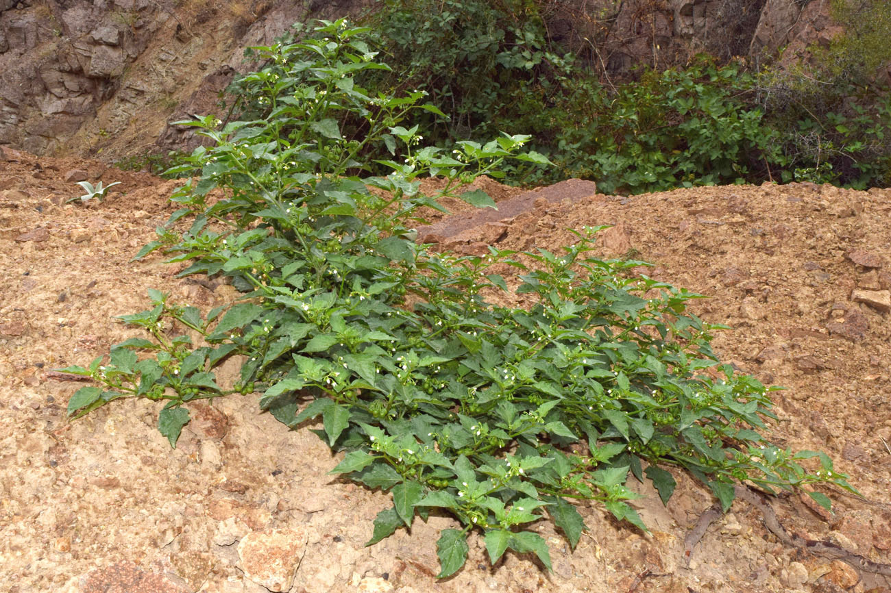 Изображение особи Solanum nigrum.
