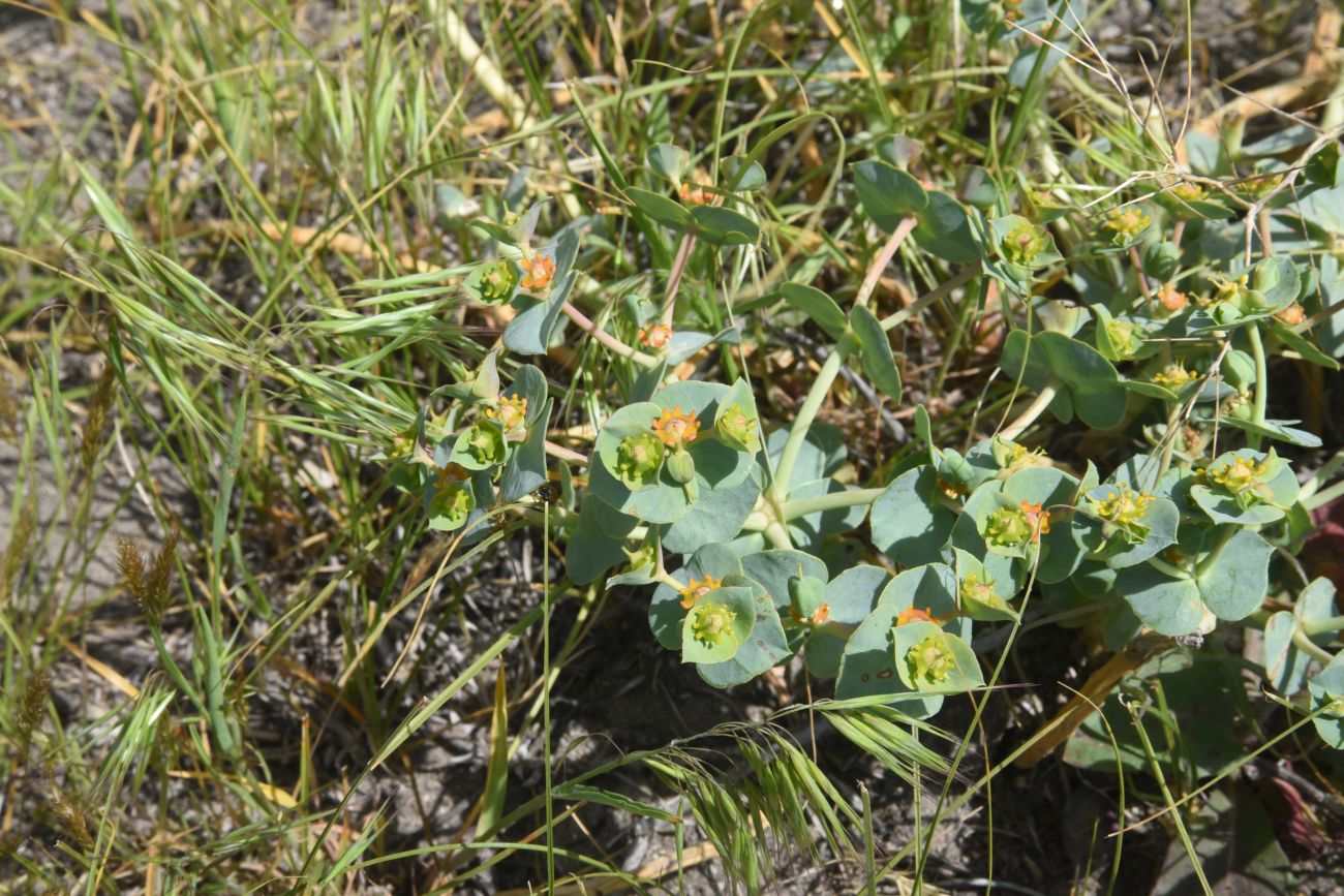Изображение особи род Euphorbia.