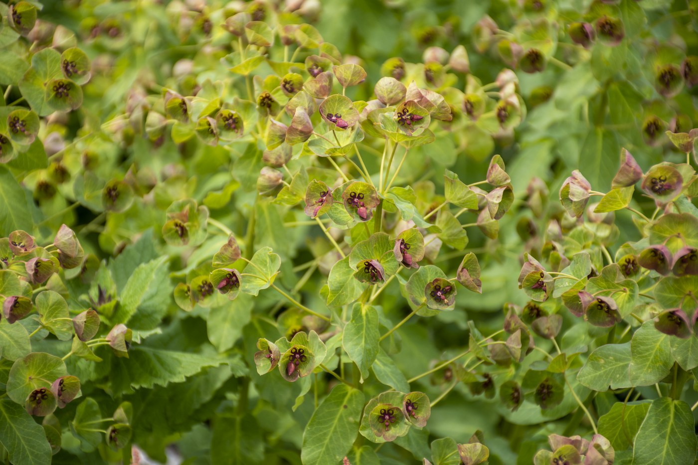 Image of Euphorbia macroceras specimen.