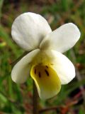 Viola arvensis. Цветок. Крым, Севастополь, приморский склон. 1 апреля 2011 г.