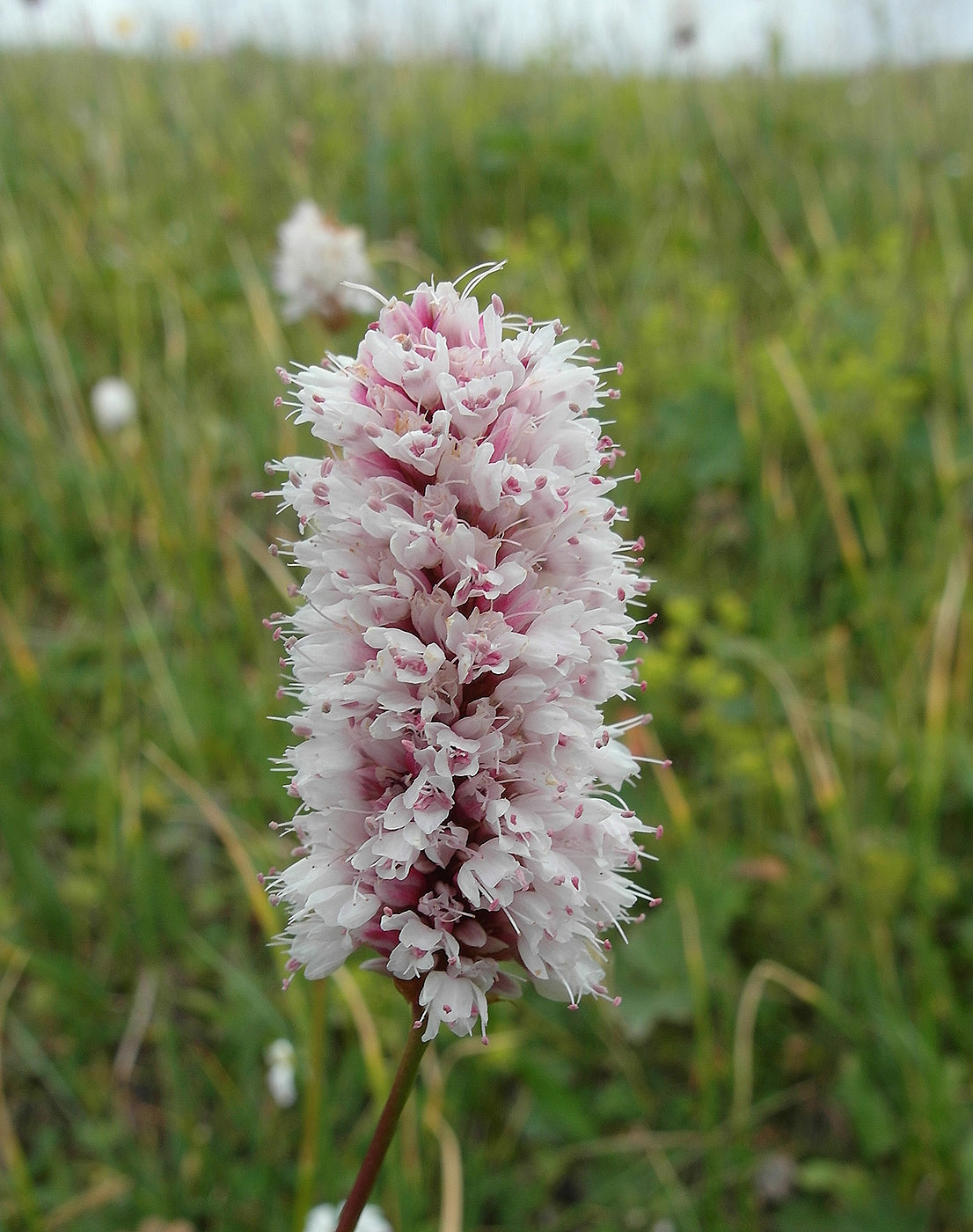 Image of Bistorta elliptica specimen.