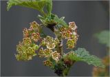 Ribes rubrum. Соцветие. Московская обл., Раменский р-н, окр. дер. Хрипань, садовый участок. 12.05.2025.