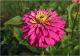 Zinnia elegans