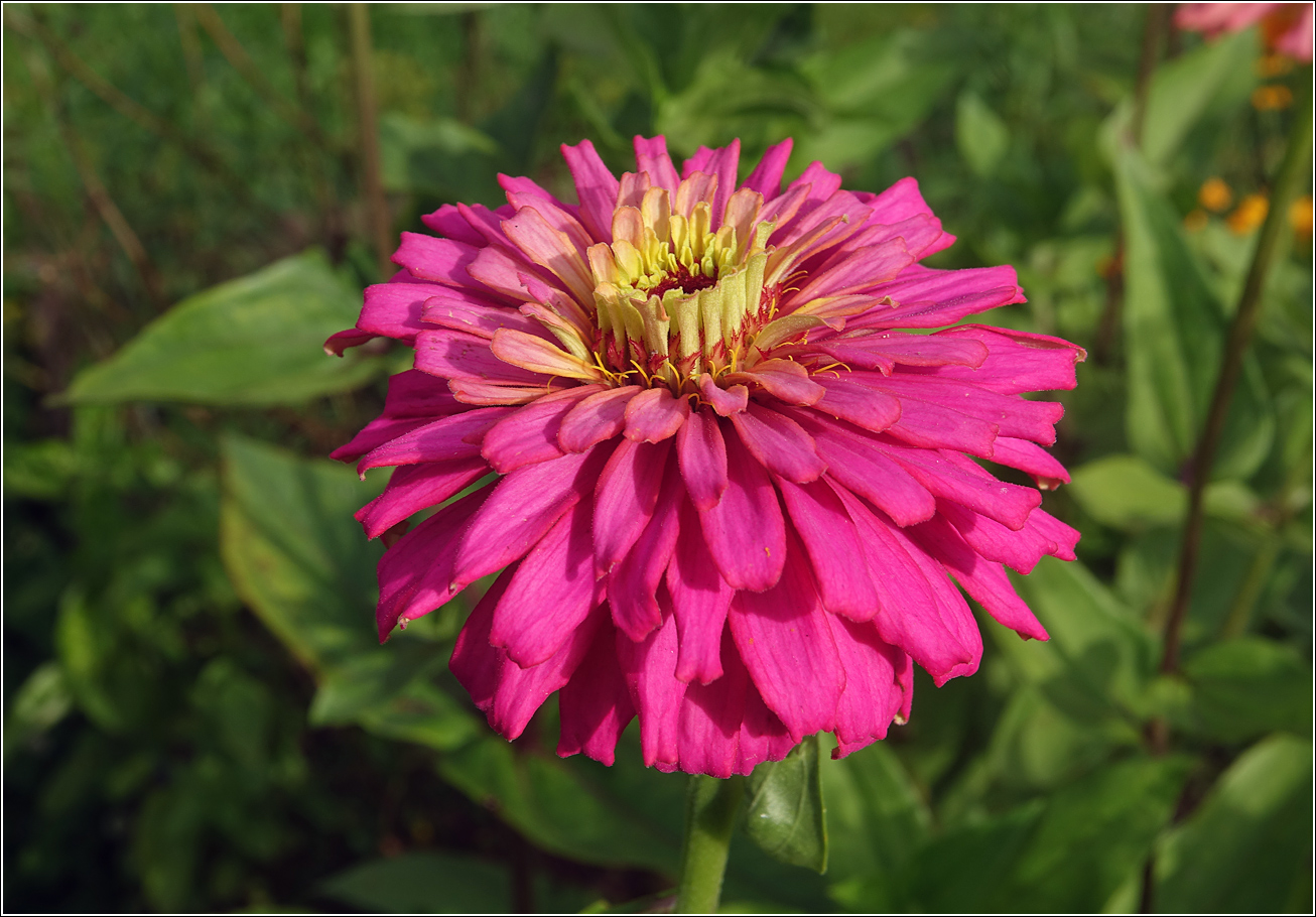 Изображение особи Zinnia elegans.
