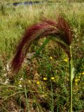 Echinochloa caudata. Верхушка цветущего побега. Хабаровский край, г. Комсомольск-на-Амуре, зарастающий карьер. 15.08.2025.