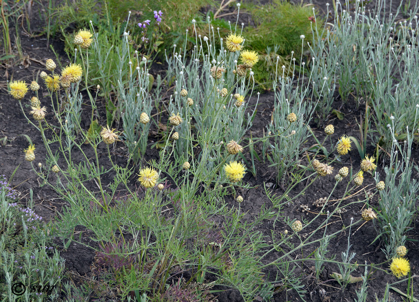 Изображение особи Rhaponticoides taliewii.