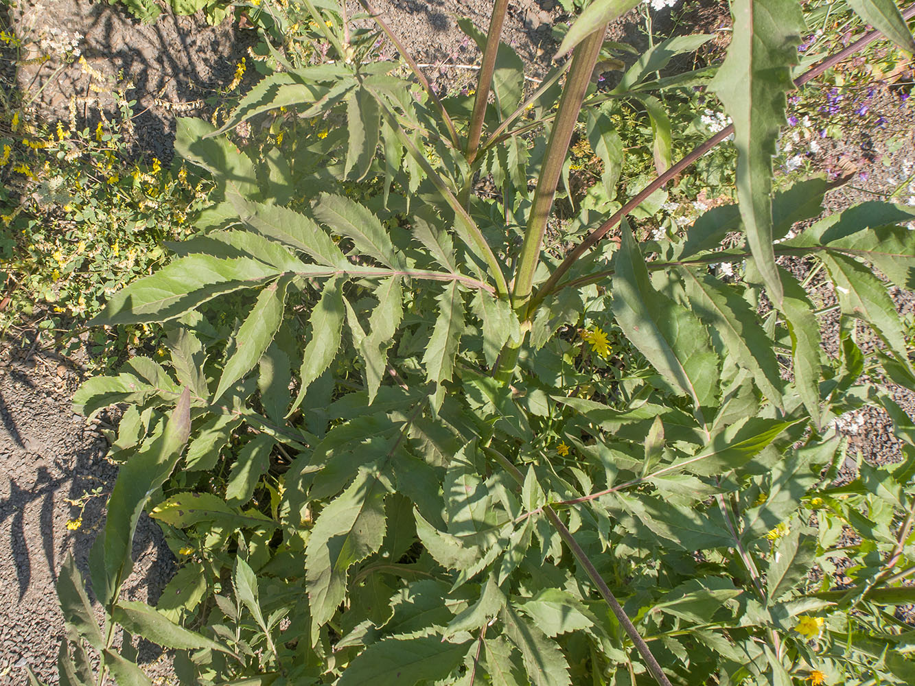 Image of Cephalaria gigantea specimen.