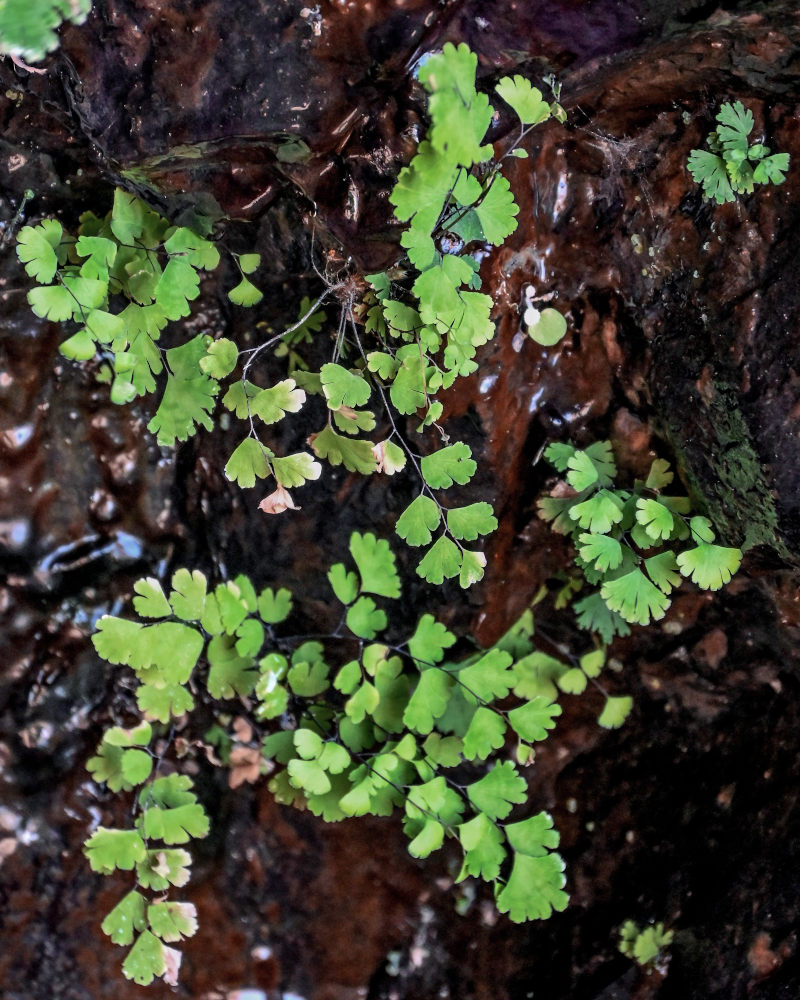 Image of Adiantum capillus-veneris specimen.