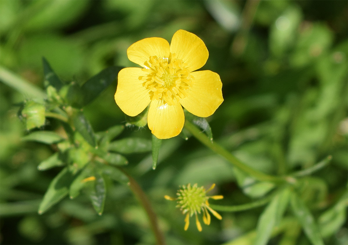 Изображение особи род Ranunculus.
