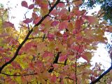 Parrotia persica. Ветвь с листьями осенью. Южный берег Крыма, Никитский ботанический сад. 23.11.2006.